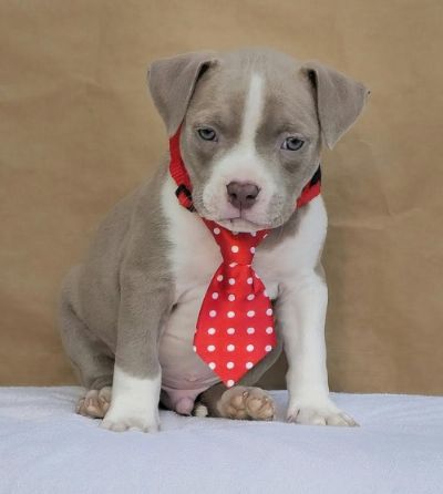 oglasi, American bully pocket 